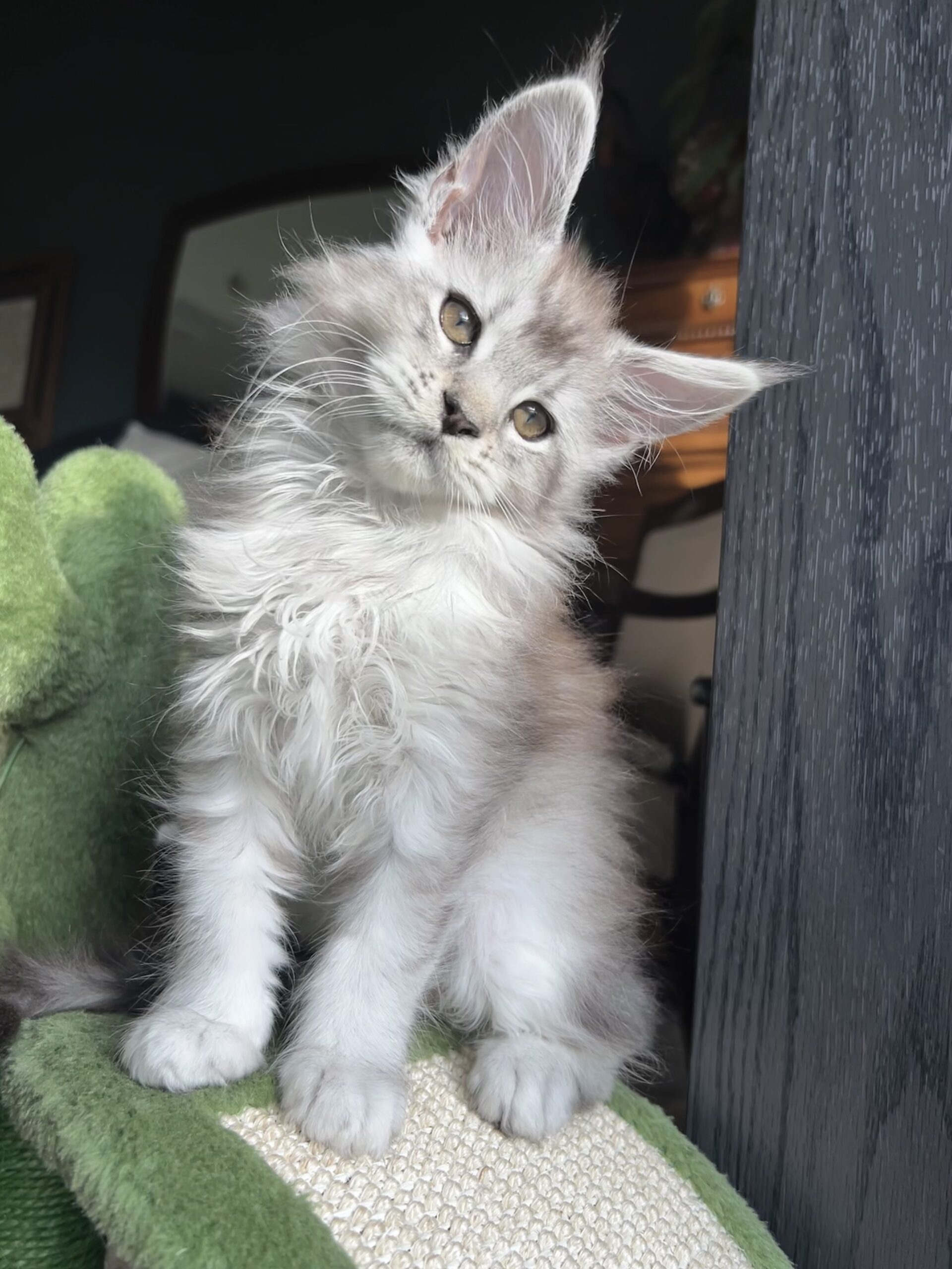 Pale silver shaded lines maine coon kitten