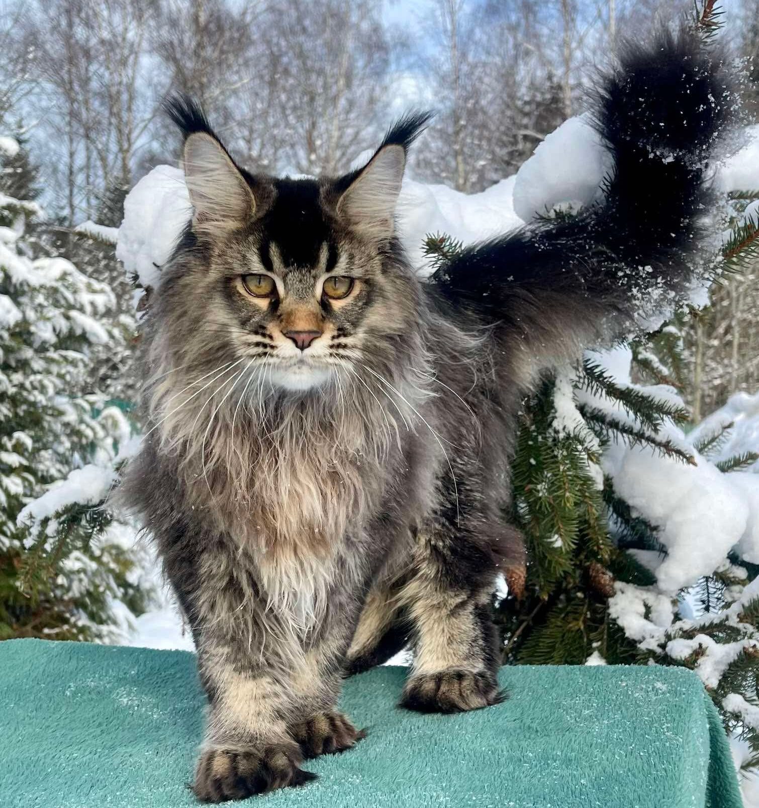 Polydactyl Maine Coon in the snow