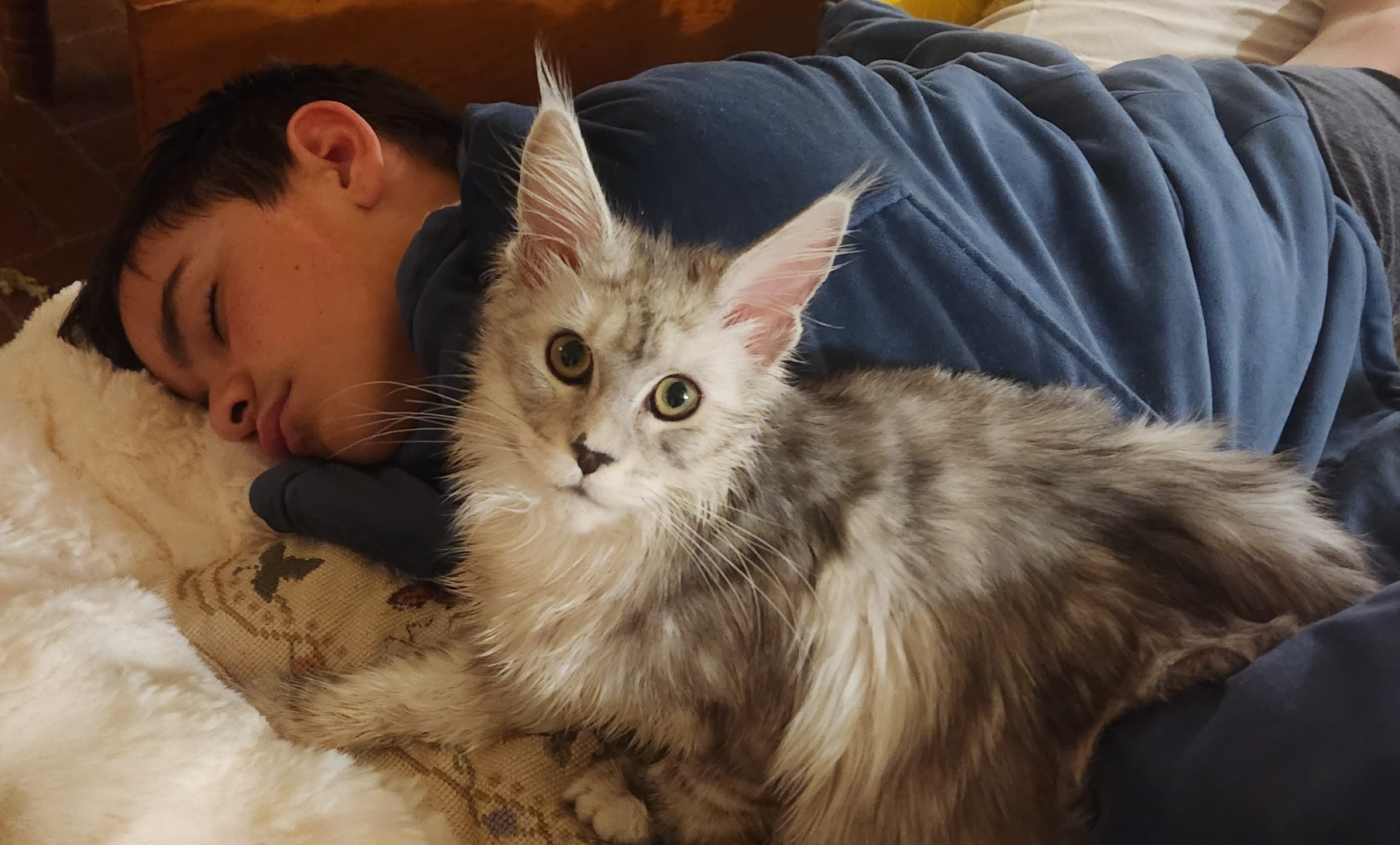 Shaded lines Maine Coon girl