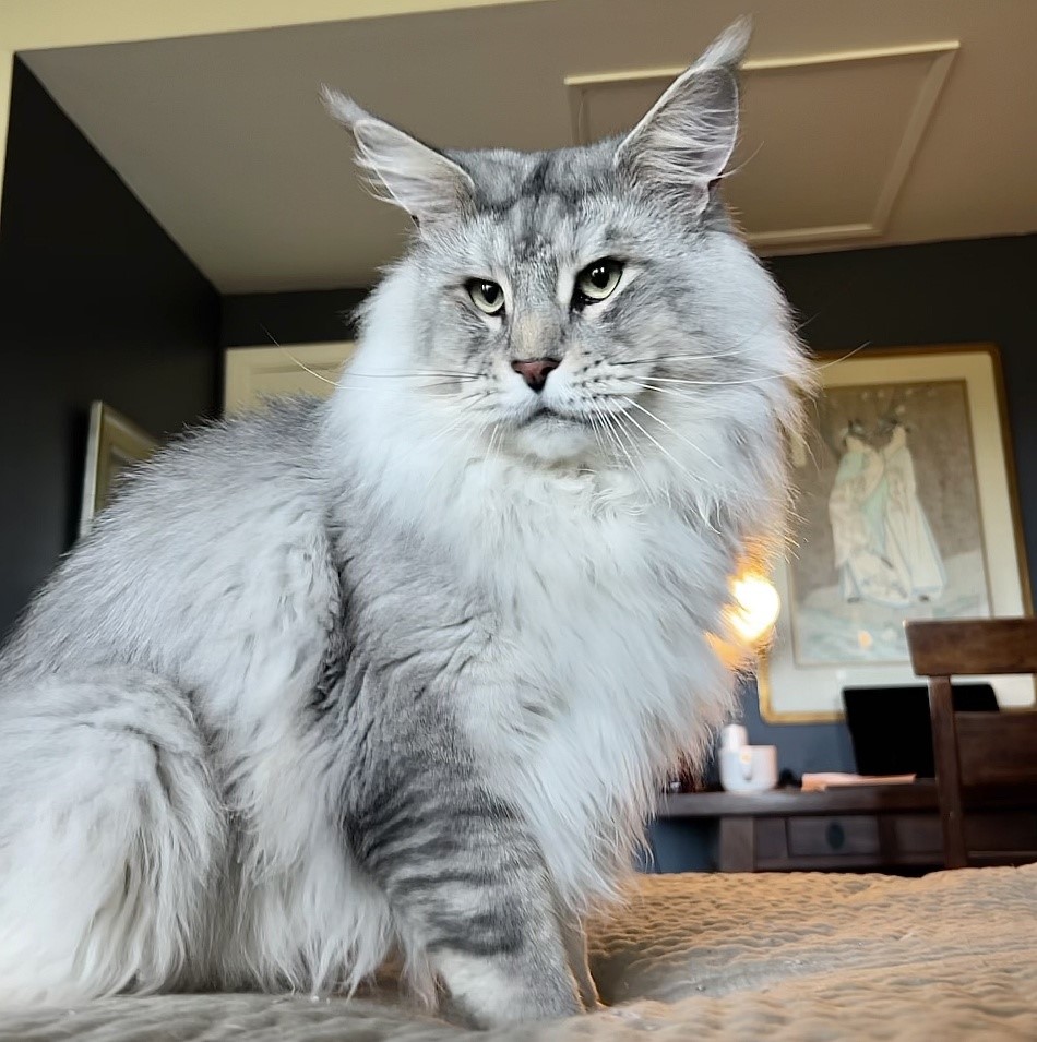 Pale Silver shaded lines giant Maine Coon male Rushmore
